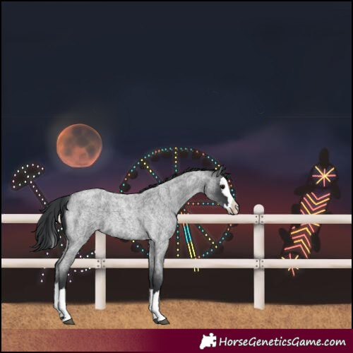 Horse Color:Blue Roan Splash 