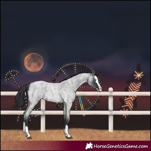 Horse Color:Blue Roan Splash