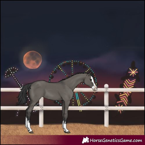 Horse Color:Grullo Splash