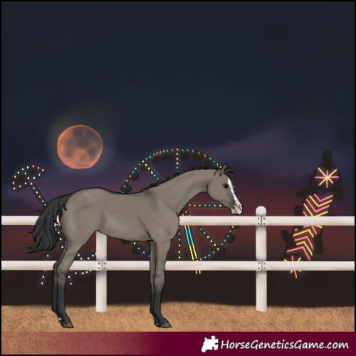 Horse Color:Grullo Splash