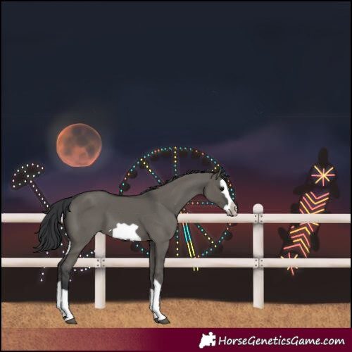 Horse Color:Grullo Splash Frame