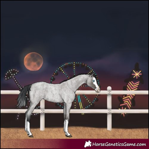 Horse Color:Grullo Roan Splash 