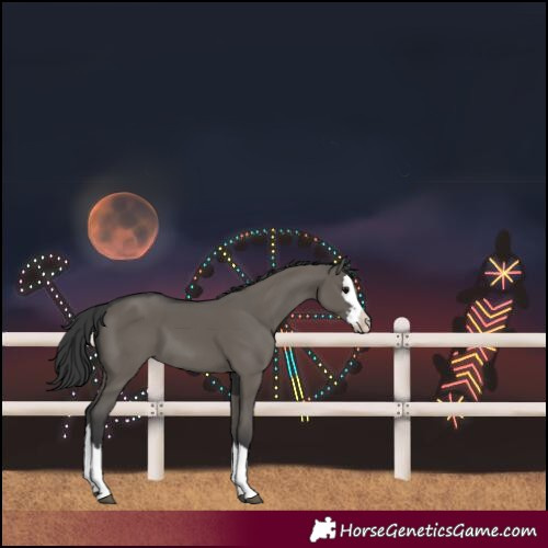 Horse Color:Grullo Splash