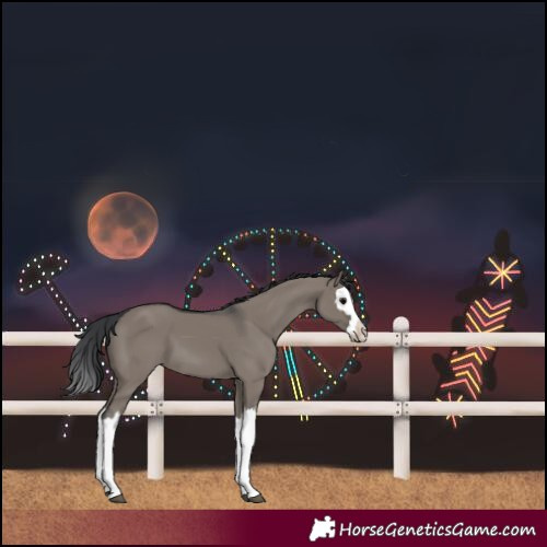 Horse Color:Grullo Splash