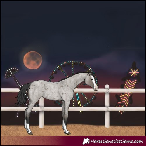 Horse Color:Grullo Roan Splash 