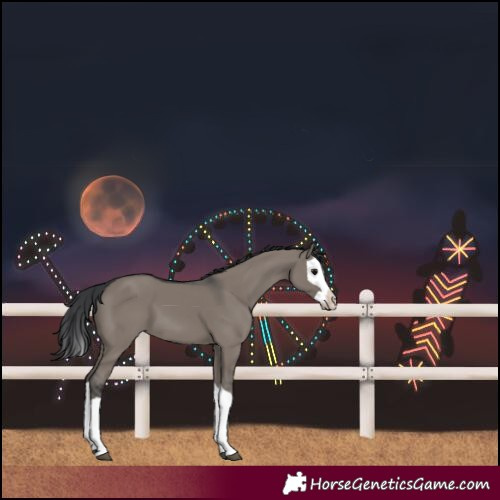 Horse Color:Grullo Splash 