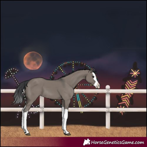 Horse Color:Grullo Splash