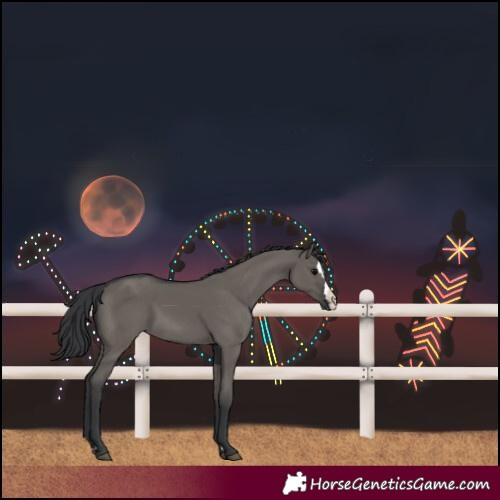 Horse Color:Grullo Splash