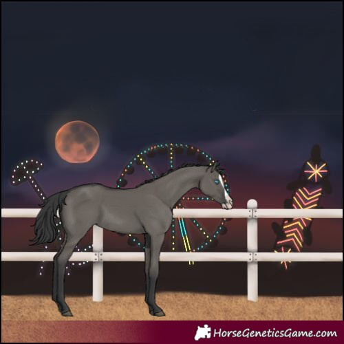 Horse Color:Grullo Splash 