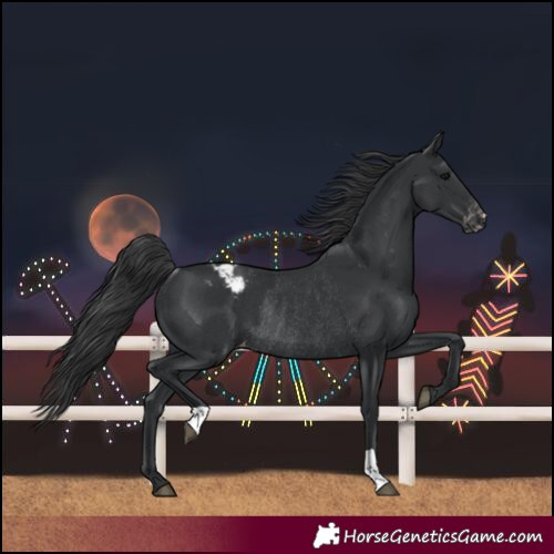 Horse Color:Black Blanket Rabicano