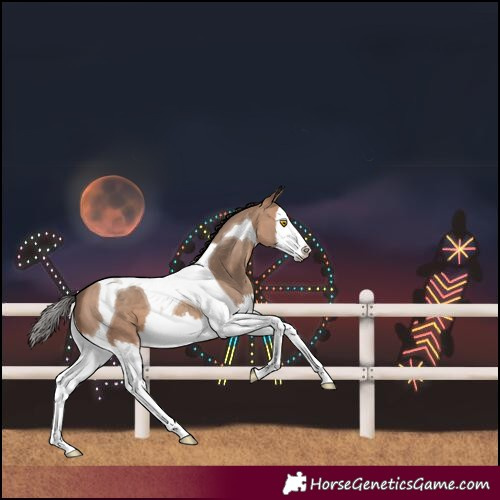 Horse Color:Sable Champagne Splash Tobiano 