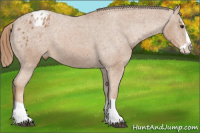 Horse Color:Chestnut Splash Appaloosa 