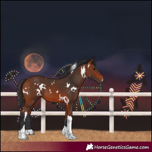 Horse Color:White Spotted Bay Tobiano 