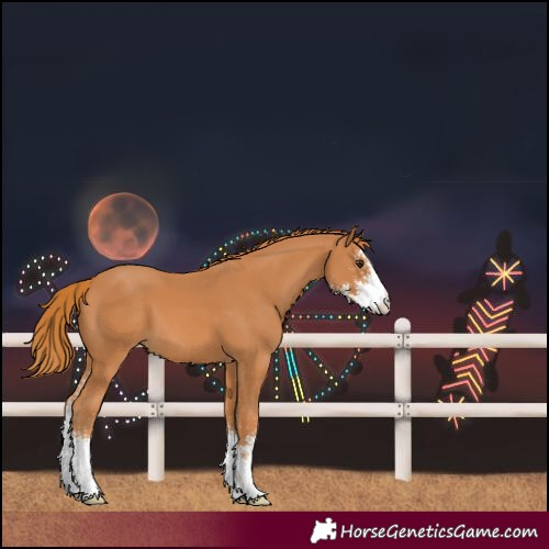 Horse Color:Unknown 