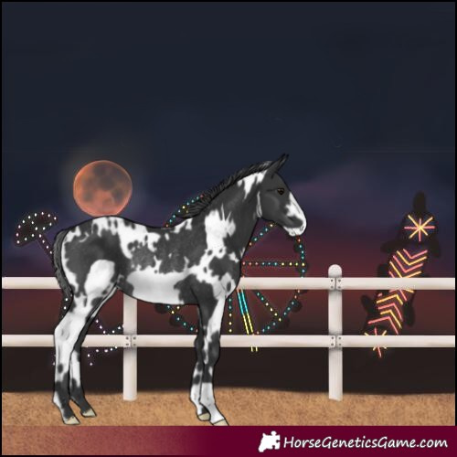 Horse Color:White Spotted Black Frame Rabicano