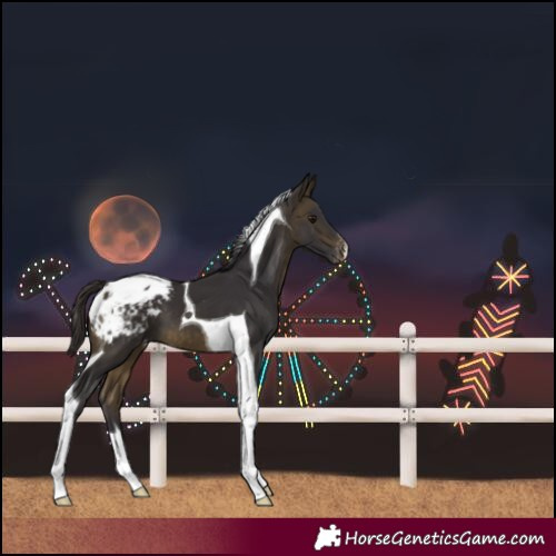 Horse Color:Buckskin Tobiano Blanket 