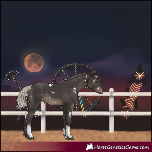 Horse Color:Gray White Spotted Silver Black Tobiano 