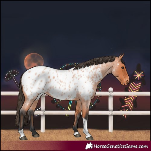 Horse Color:Bay Roan Tobiano Near Leopard