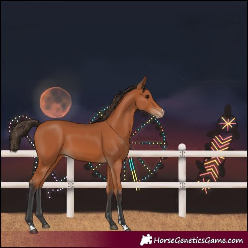 Horse Color:Bay Varnish 