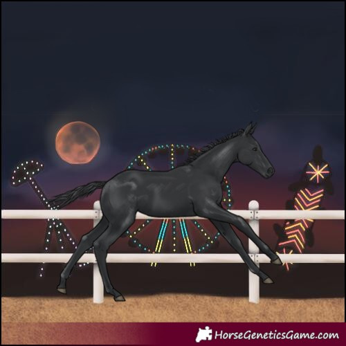 Horse Color:Black 