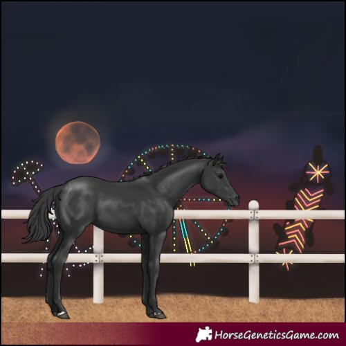 Horse Color:Black 