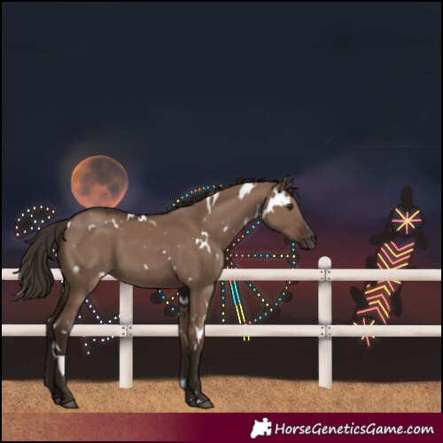 Horse Color:White Spotted Liver Red Dun