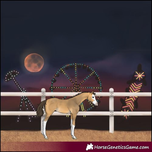 Horse Color:Buckskin Splash 