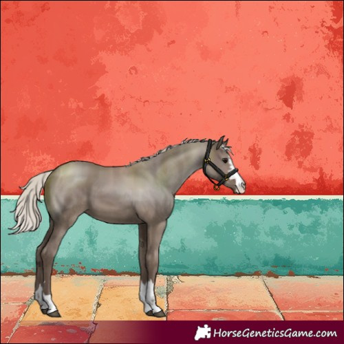 Horse Color:Silver Grullo 