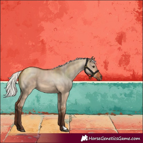 Horse Color:Silver Brown Dun 