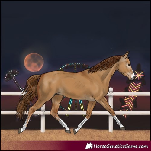 Horse Color:Gray Red Dun 