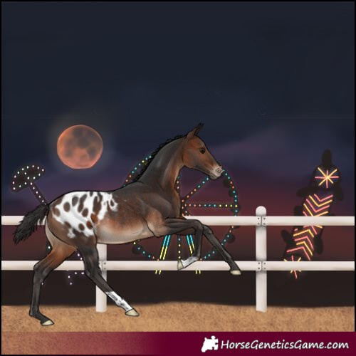 Horse Color:Brown Blanket Rabicano