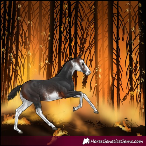 Horse Color:White Spotted Brown Rabicano 