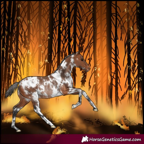 Horse Color:White Spotted Bay Varnish Rabicano 