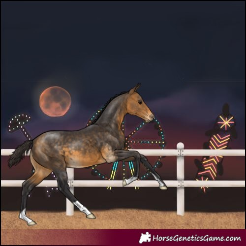Horse Color:Buckskin 
