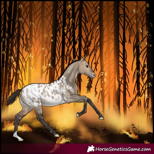Horse Color:Bay Dun Blanket Rabicano