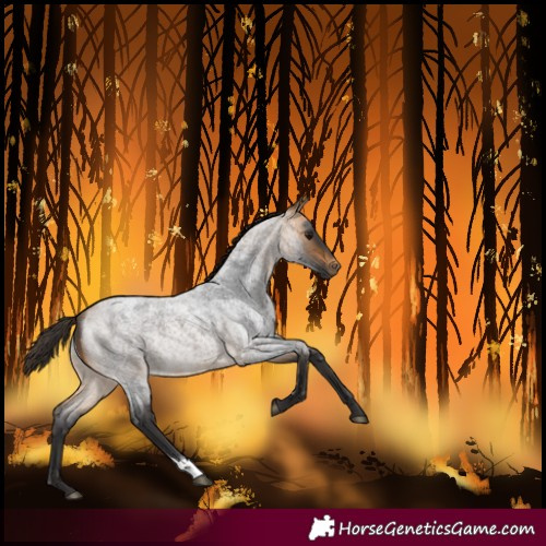 Horse Color:Buckskin Roan Rabicano