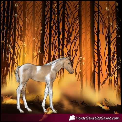 Horse Color:Silver Buckskin Dun Tobiano