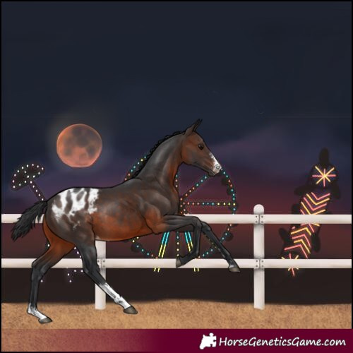 Horse Color:Brown Sabino Blanket Rabicano