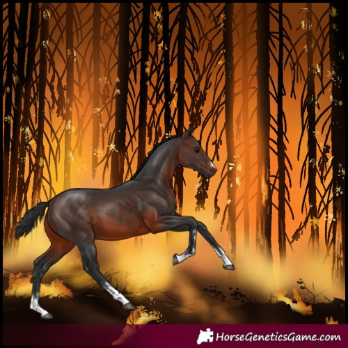 Horse Color:Brown 