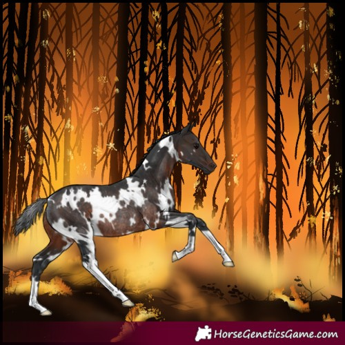 Horse Color:White Spotted Brown Rabicano
