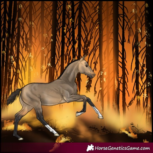 Horse Color:Buckskin Dun 