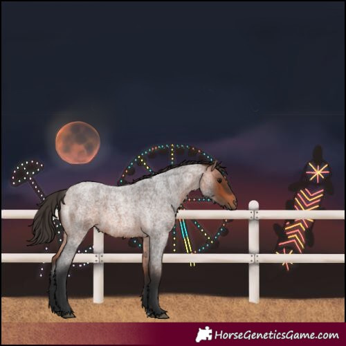 Horse Color:Bay Roan 