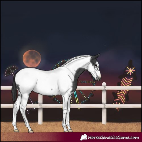 Horse Color:Black Tobiano Frame Rabicano
