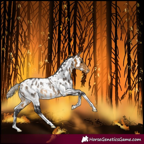 Horse Color:White Spotted Silver Buckskin Near Leopard Rabicano 