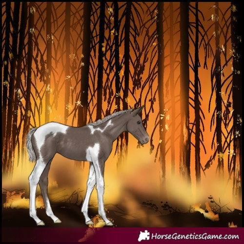 Horse Color:Silver Black Tobiano Varnish
