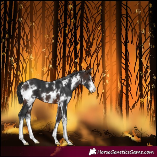 Horse Color:White Spotted Brown 