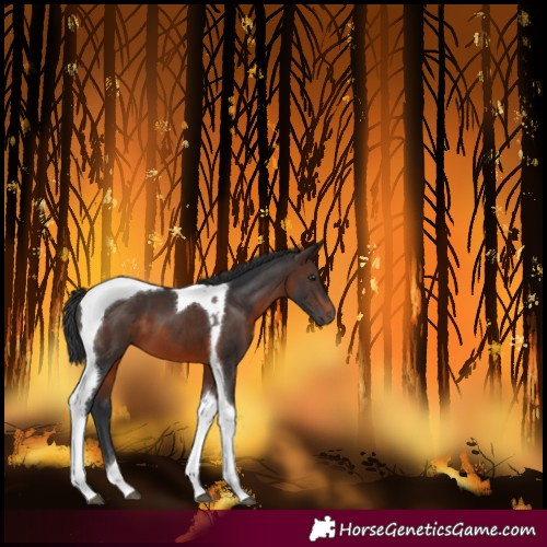 Horse Color:Brown Tobiano