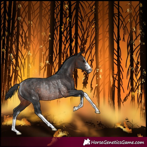 Horse Color:Brown Rabicano 