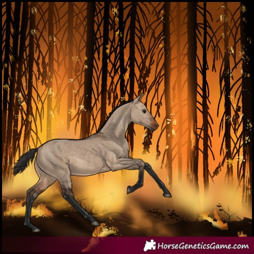 Horse Color:Bay Dun