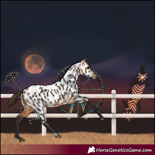 Horse Color:Buckskin Near Leopard 